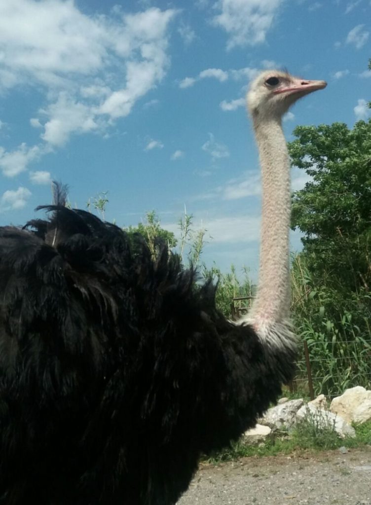 Reserve africaine in Sigean, Aude, south of France.