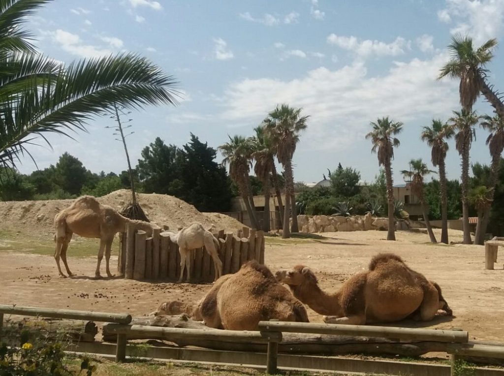 The Reserve africaine de Sigeanin in the south of France.