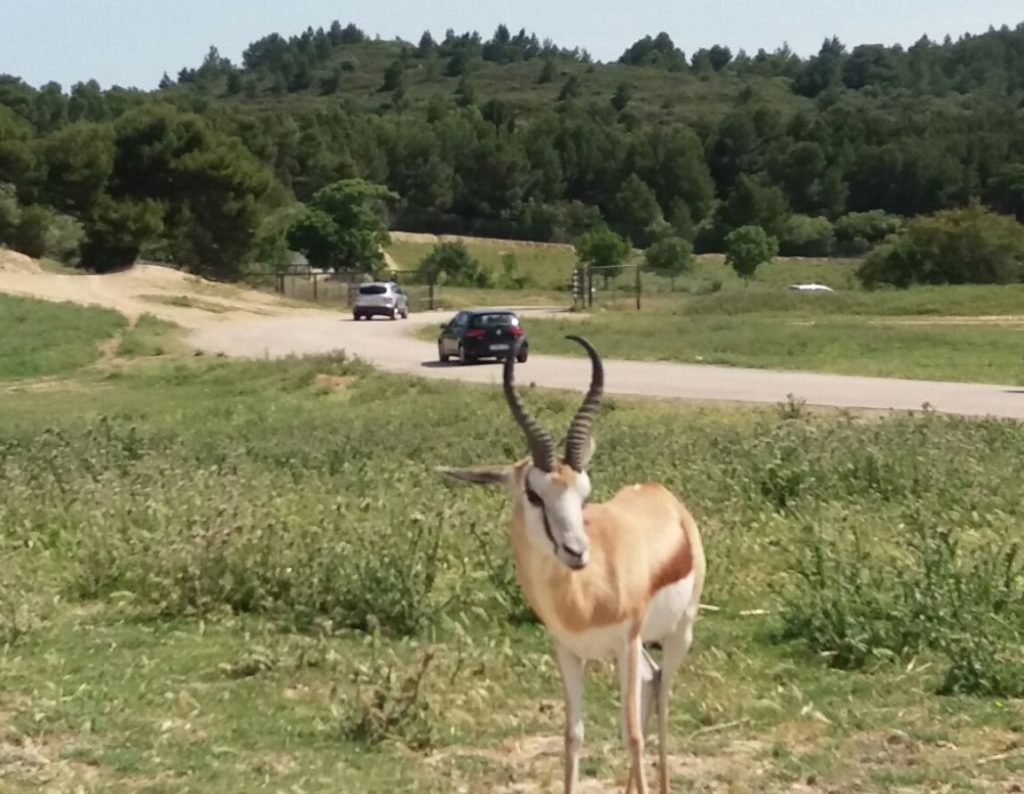 The Reserve africaine de Sigeanin in the south of France.